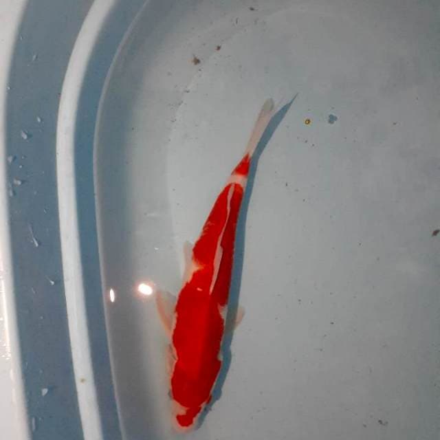 Kohaku