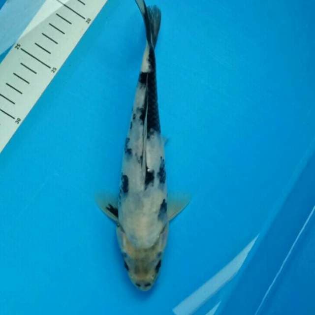 Tategoi 24 cm