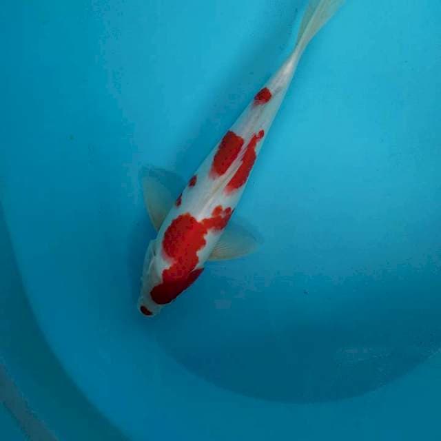 Male kohaku strong