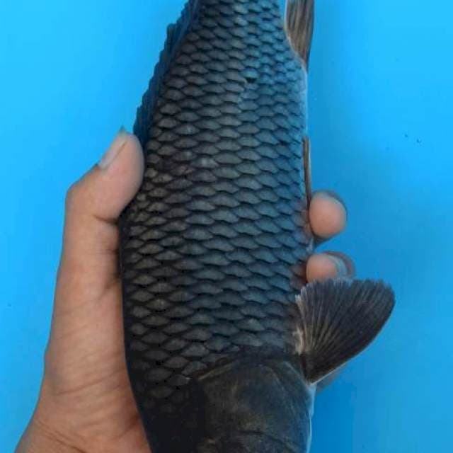 Black mamba hikari soragoi 29cm
