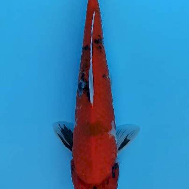 Hi showa tategoi male 32cm