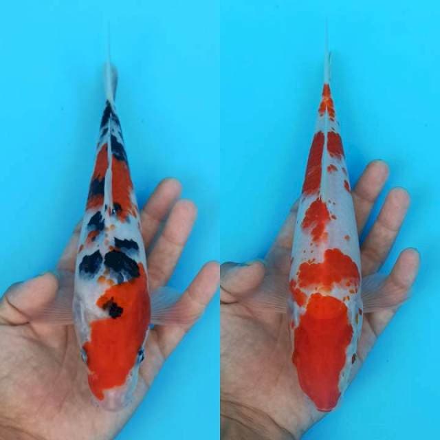 Duet sanke x kohaku kanoko 25bu