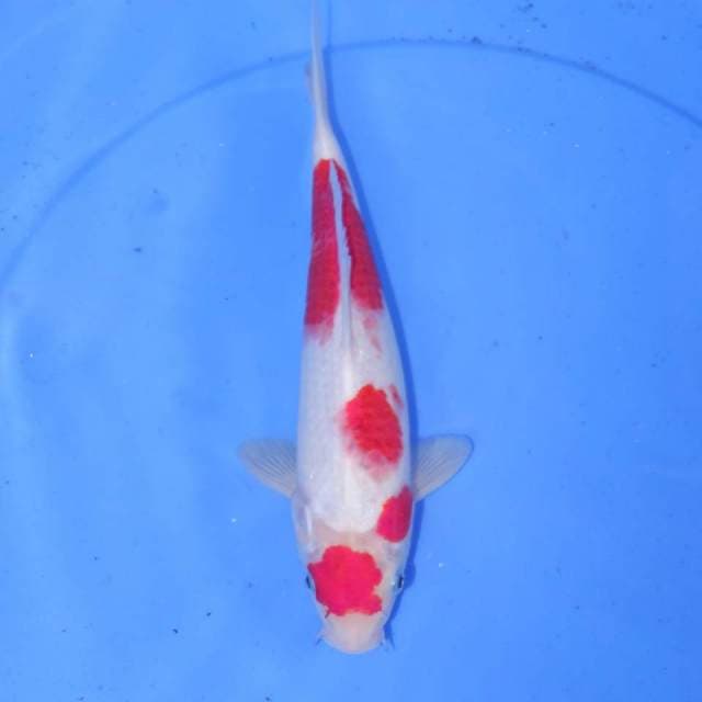 KOHAKU