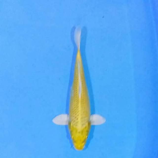 Ogon