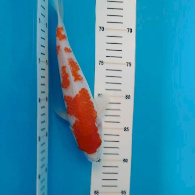 Kohaku 25cm