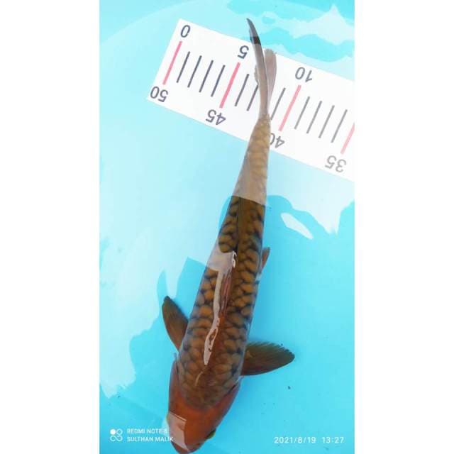 Chagoi 30 cm