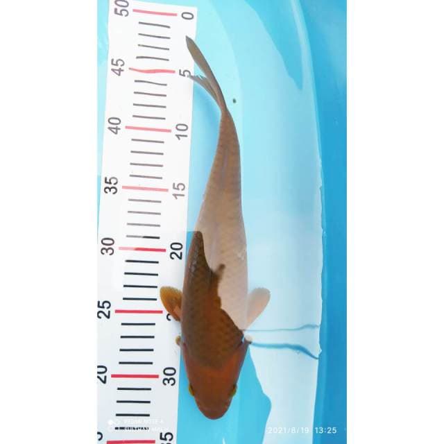 Chagoi 28 cm