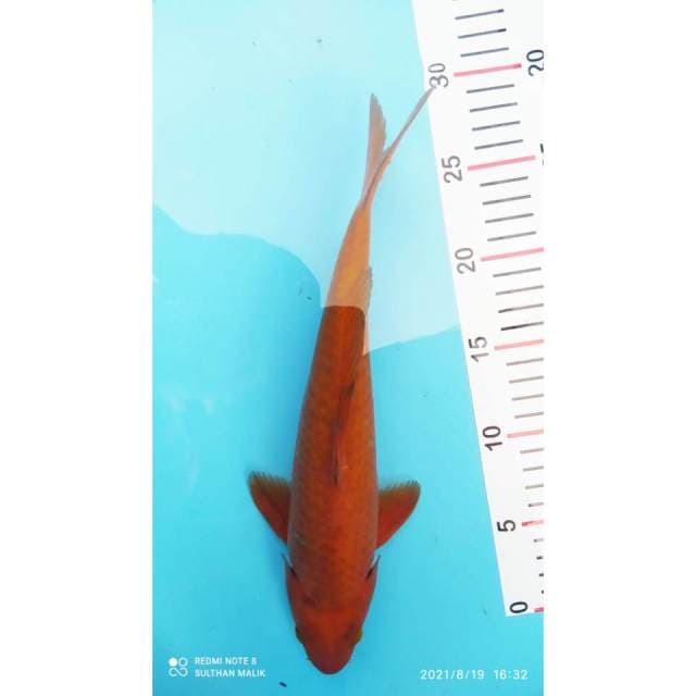 Chagoi tembaga 30 cm