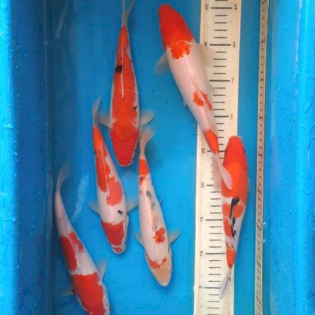 Mik 6ekor 22-26cm