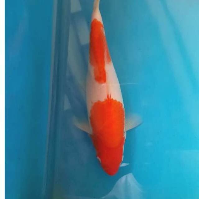 Kohaku 21cm