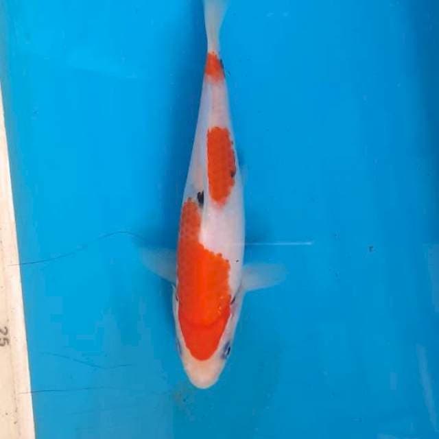 Baby sanke 16cm
