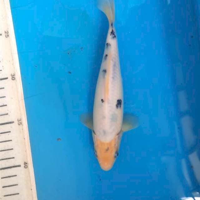 Bekko 19cm