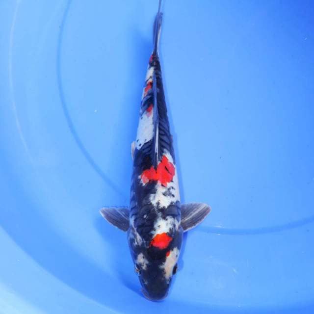SUKERU KINDAI SHOWA 31cm