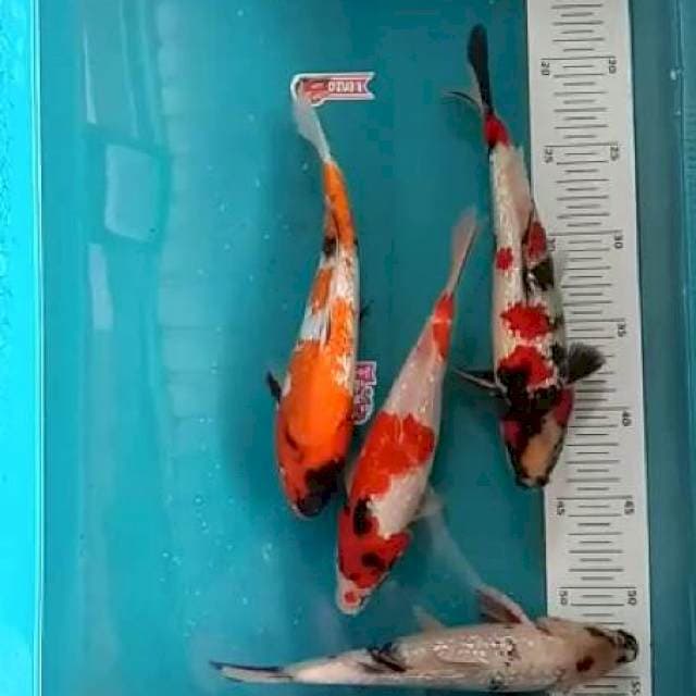 Ginrin mix 22-24cm
