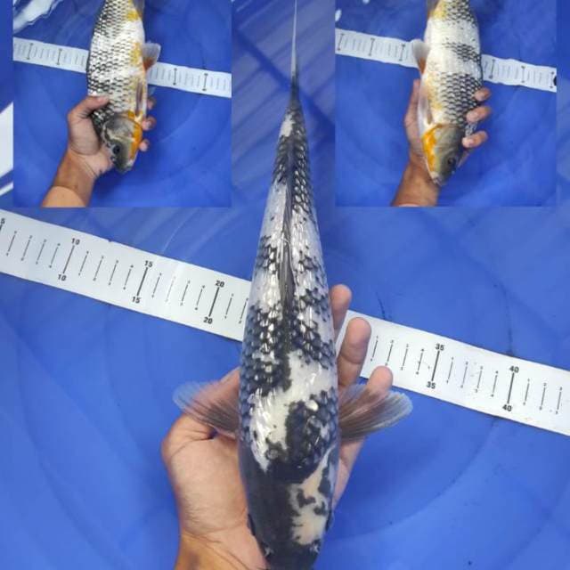 Shiro ginrin antik 34cm