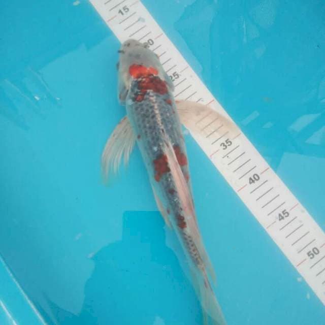 KUMPAY GHOSIKI 36 CM