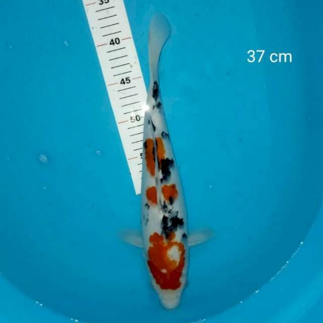 SANKE 37 CM