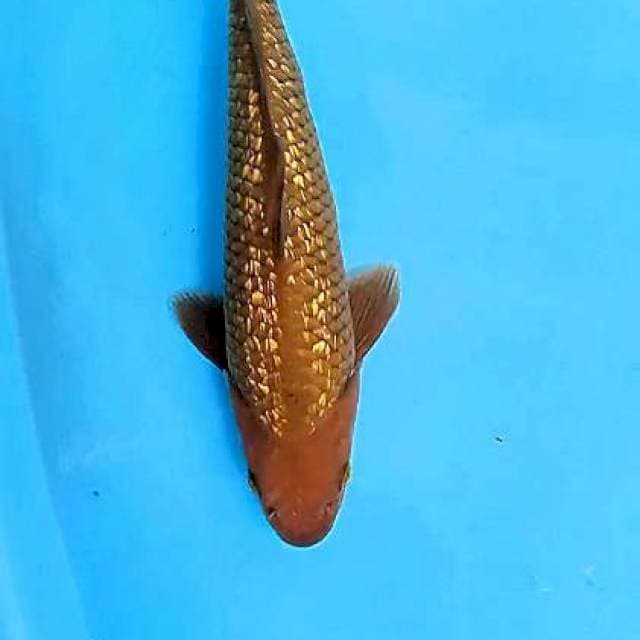 Cagoi ginrin 36 cm