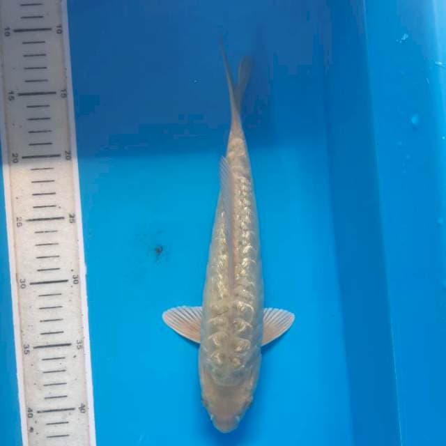 RARE ITEM SPESIAL PENJINAK KOLAM