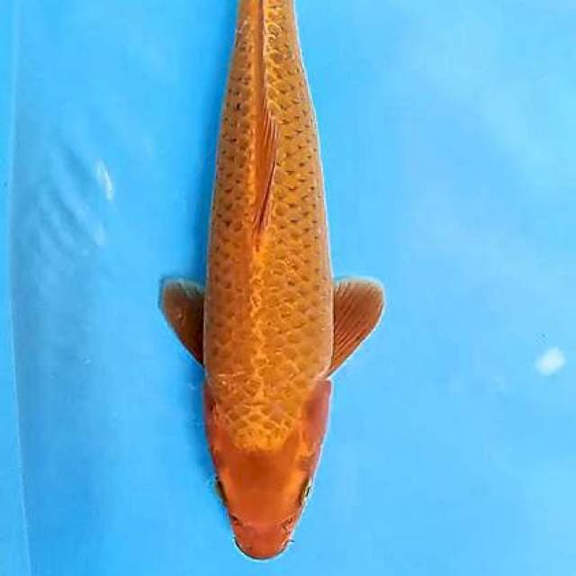 Cagoi 40 bu/39 cm