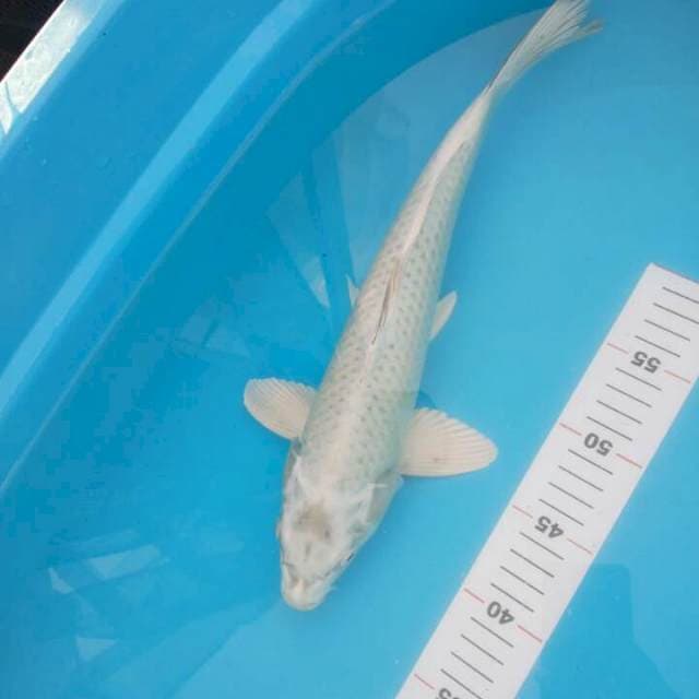 MUKASHI 38 CM
