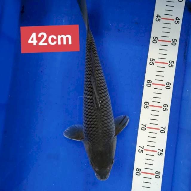 Soragoi 42 cm