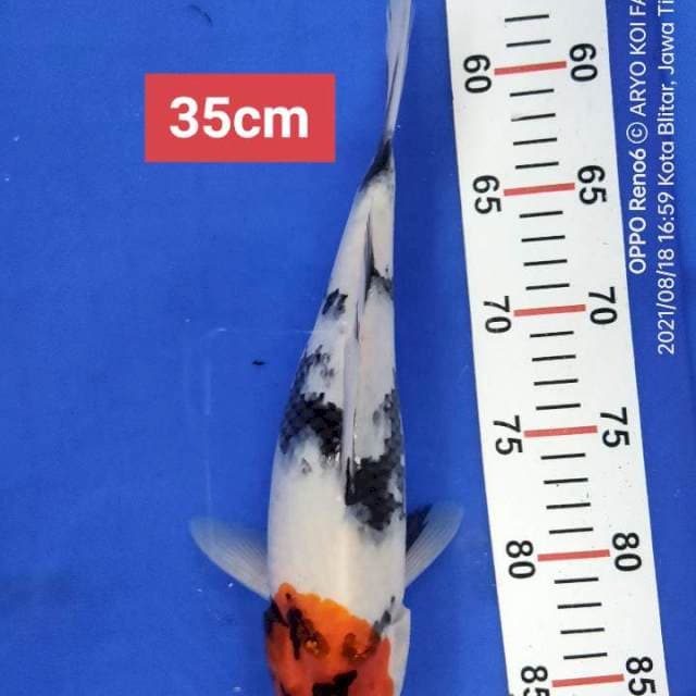 Tanco Showa 35 cm