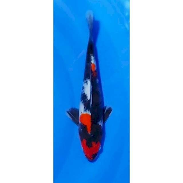 Strong Showa Sanshoku 25cm (M)