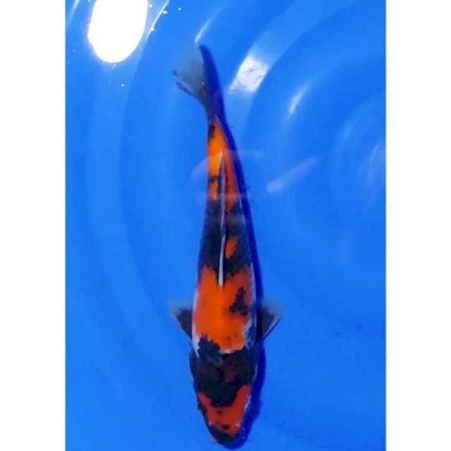 Showa Sanshoku Motogoro Seimbang 27cm (F)