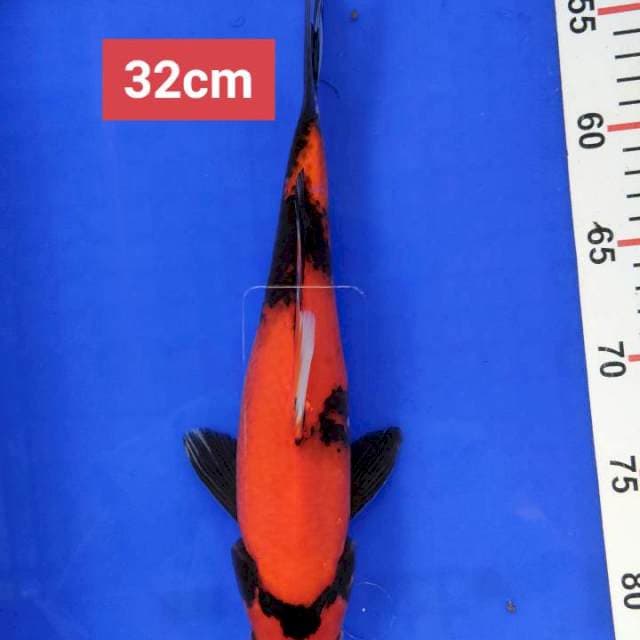 Hi Showa 32 cm
