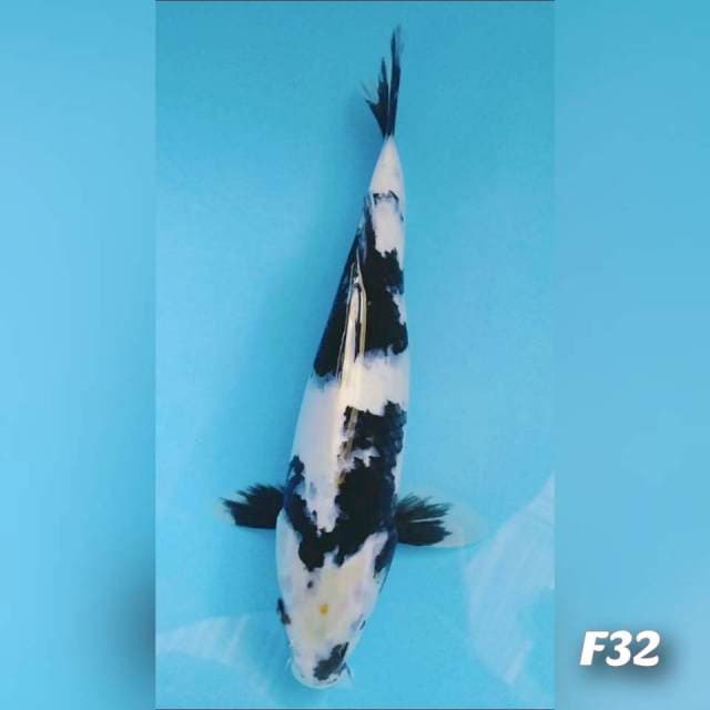 Siro 32cm