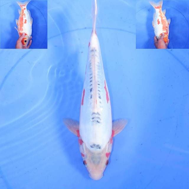 32CM SHUSUI KLASIK