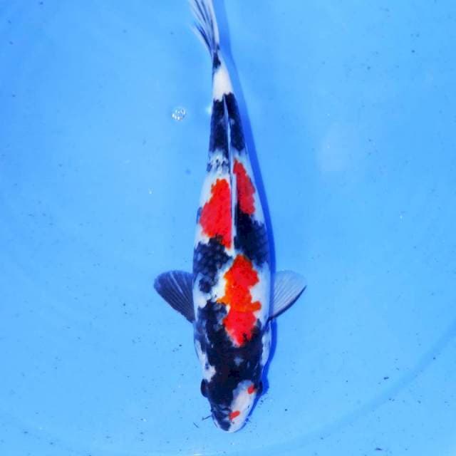 KINDAI SHOWA TSUBOSUMI