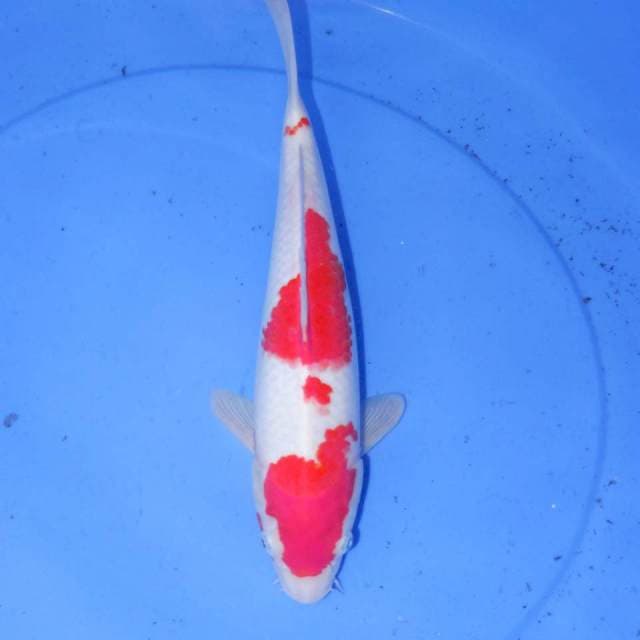35CM KOHAKU MERAH PUTIH