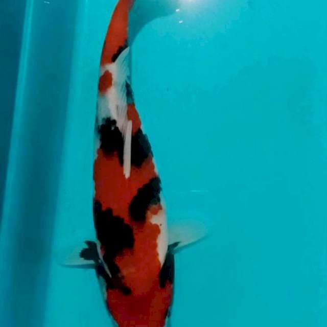 Showa