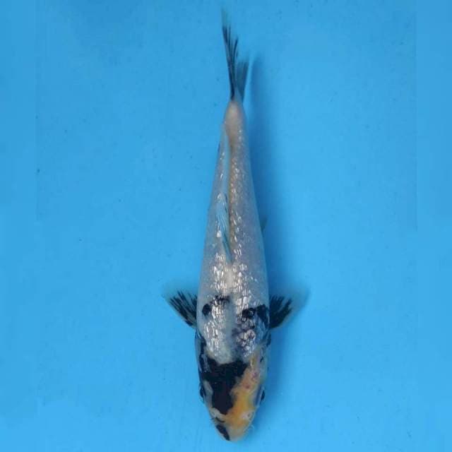 Okawa Shiro Ginrin