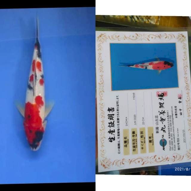 Showa Marujyu Istimewa