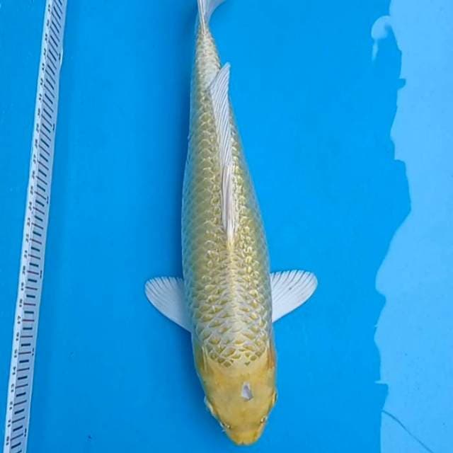Ogon jidat sobek dikit 35cm