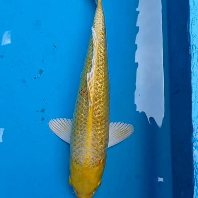 Yamabuki Ogon 32cm