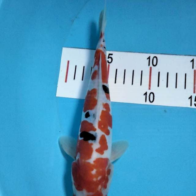 Sanke 24 cm