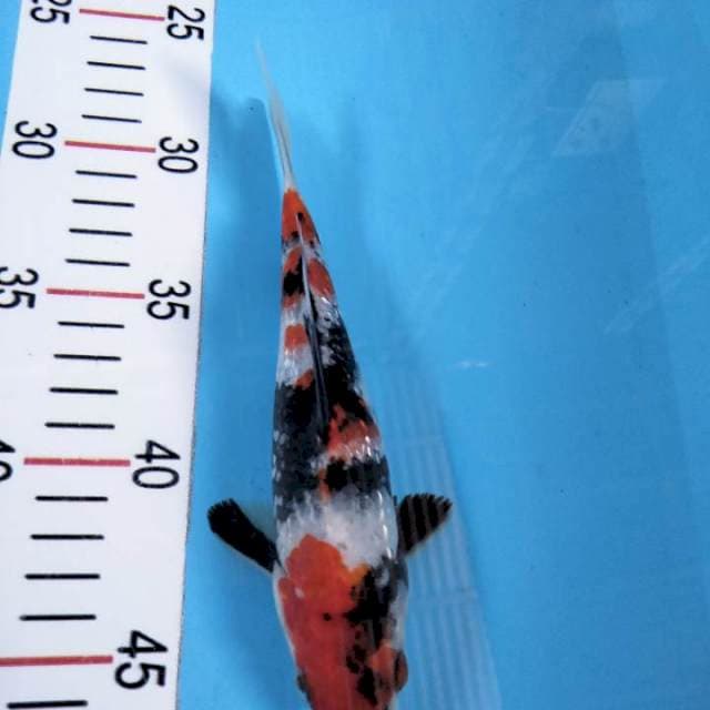 Showa gindrin 20 cm