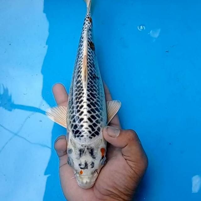 Kujaku 30cm