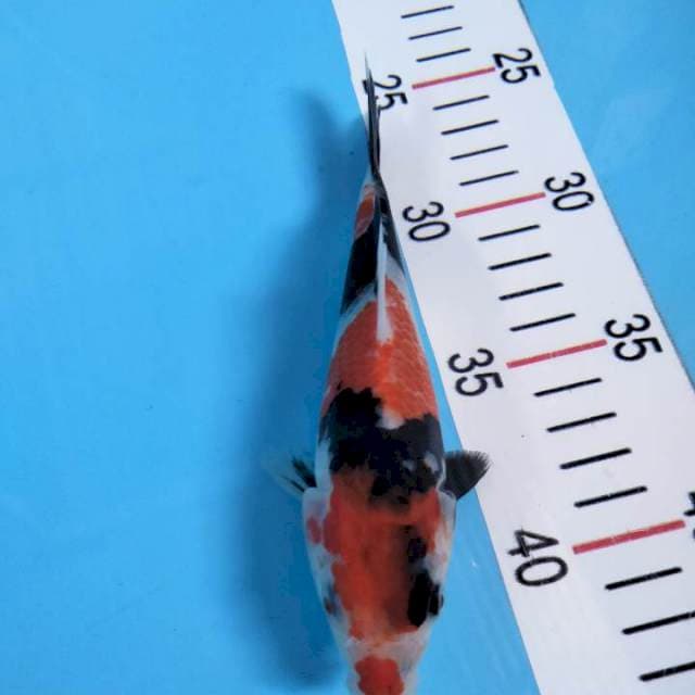 Showa 18 cm