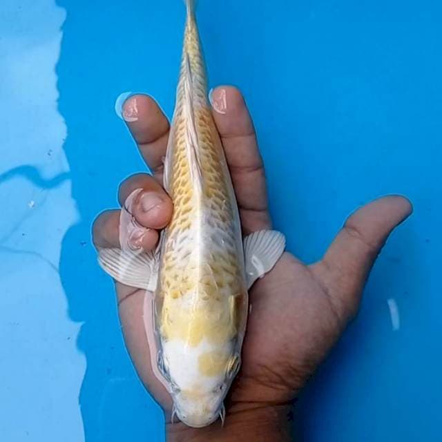 Hariwake aragoke 27cm