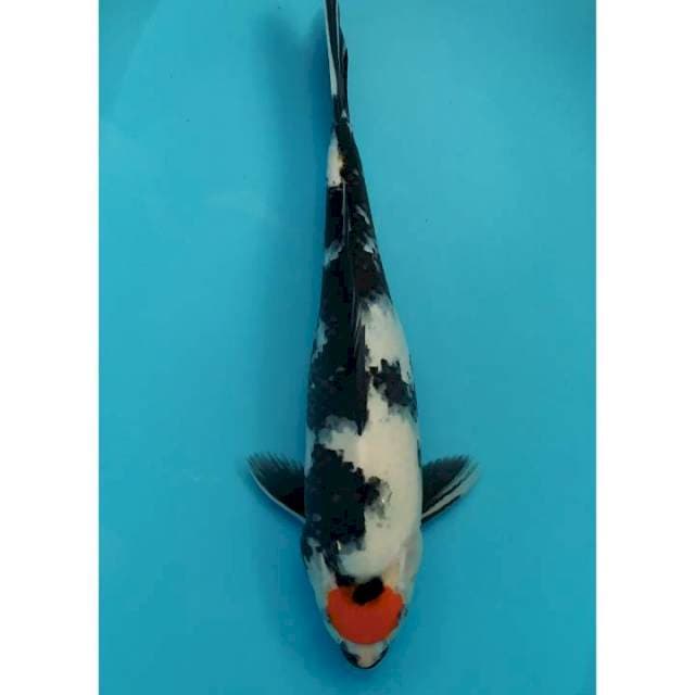 taancho showa female berpunuk 36 cm