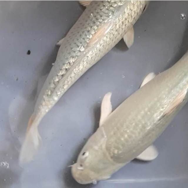 Soraghoi 24 -25 cm