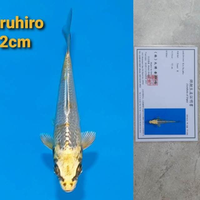 Maruhiro Kin-Kujaku Certi