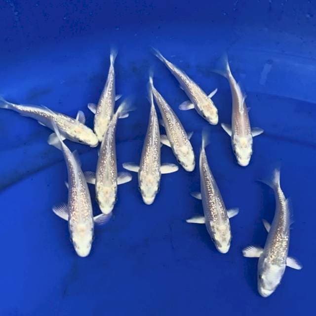 1 PLATINUM IMPORT MARUDO