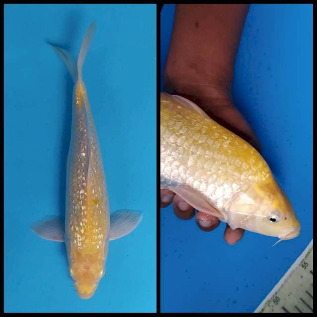 Karashi Ginrin Berpunuk ~32
