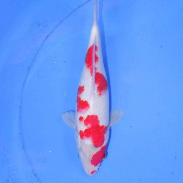 29CM KOHAKU BUNGA
